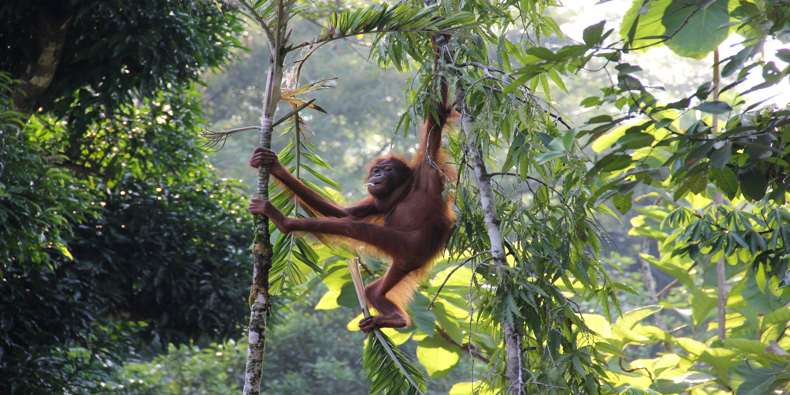 Borneo & Beyond