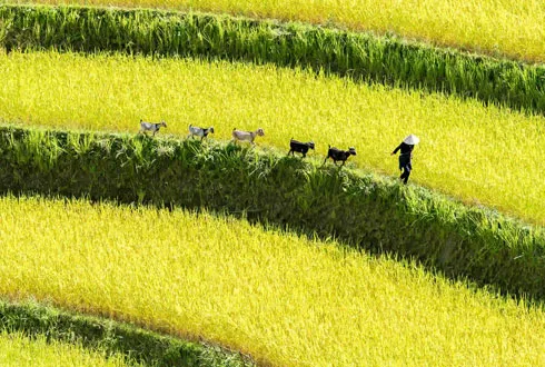 Vietnam Trails
