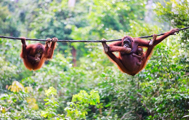 DAY 4: Semenggoh Nature Reserve