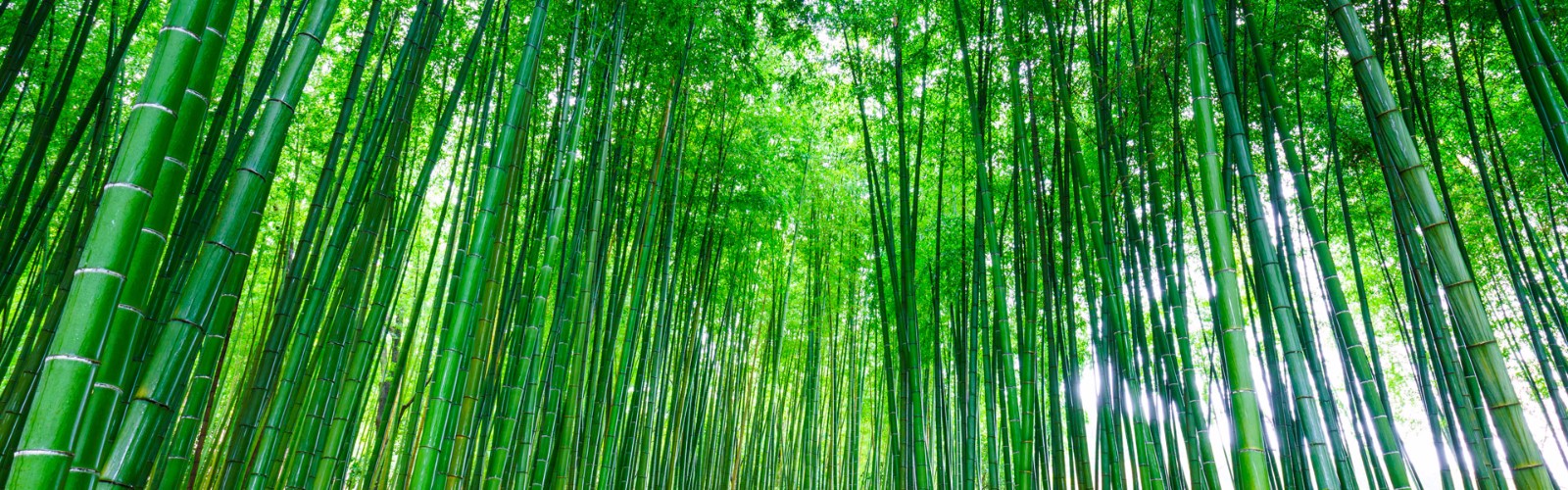 Your Current Bambu Points