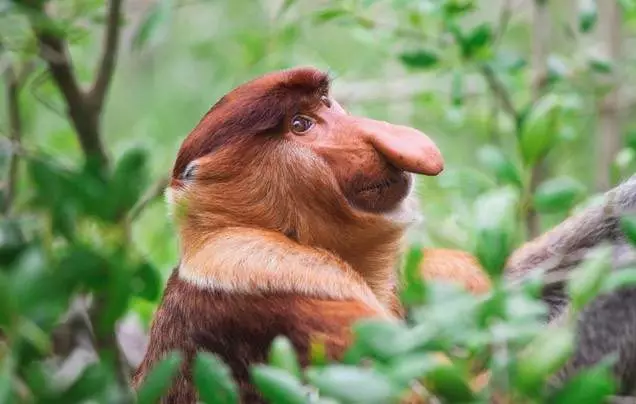 DAY 3: Bako National Park