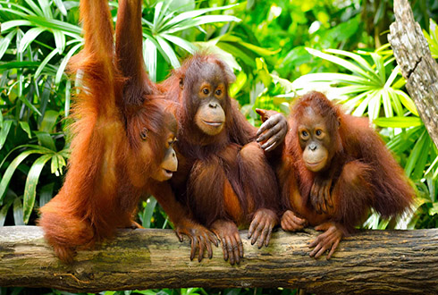 Best of Borneo