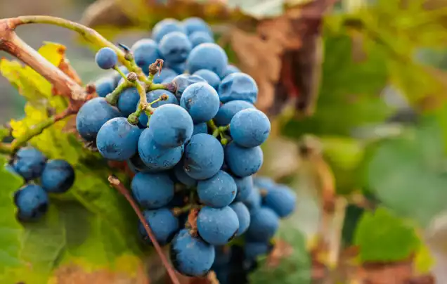 DAY 19: Maipu Valley