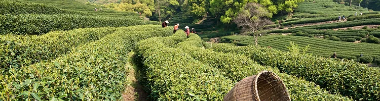 Visit Hangzhou's Tea Plantation