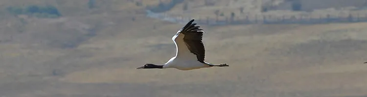 Phobjikha Valley Black-Necked Cranes