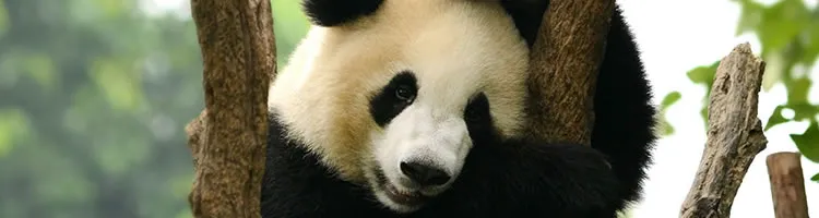 Visit the Chengdu Panda Research Centre