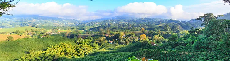 Learn about 'The World's Best Coffee'