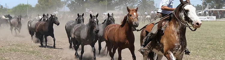 Live like a Gaucho
