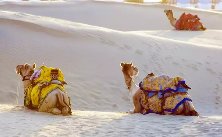 Sam Sand Dunes Camel Ride