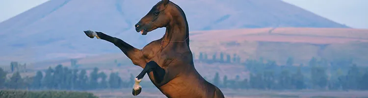 Visit an Akhal Tekes Stud Farm