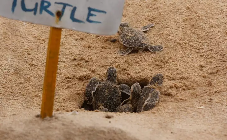 Kosgada Turtle Hatchery