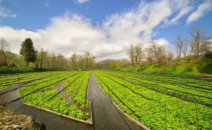 Visit a Wasabi Farm