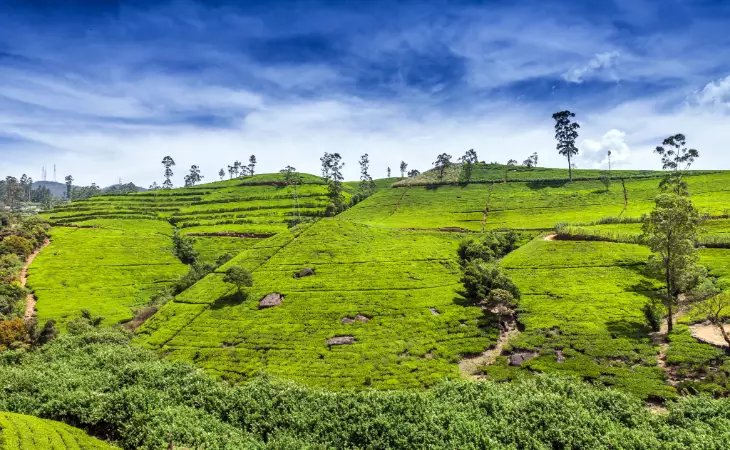 Learn the Art of Pulling Tea