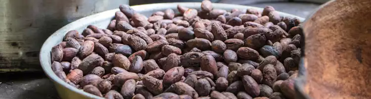 Learn about the Cacao process