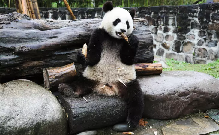 Visit Dujiangyan Panda Base