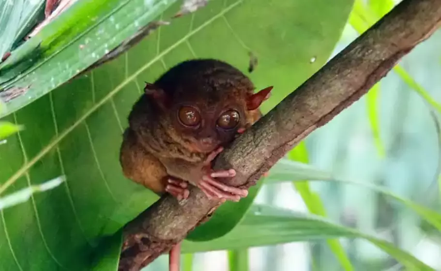 Visit the Philippine Tarsier Sanctuary