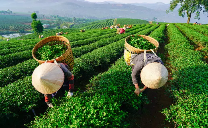 Visit a Tea Estate