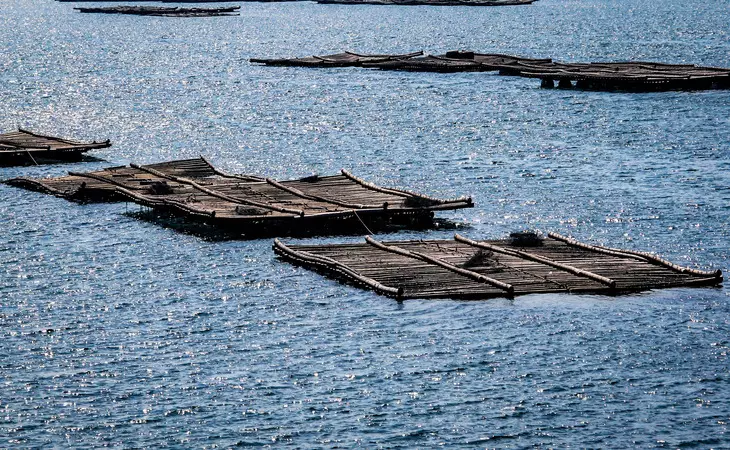 Visit an Oyster Farm
