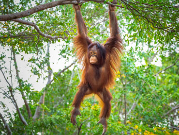 Malaysia reopens 1 April