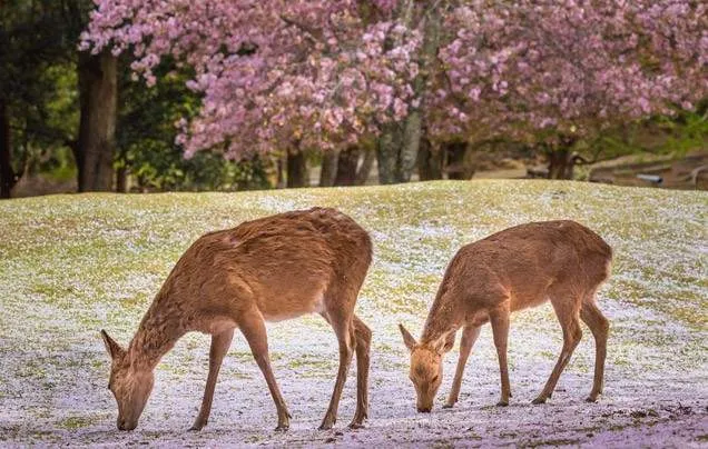 DAY 6: Osaka & Nara Day Trip