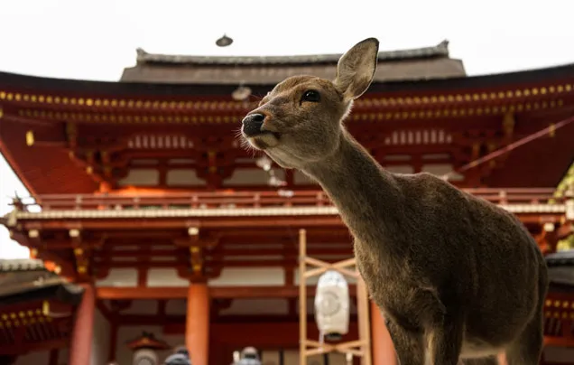 DAY 2: Discover Nara