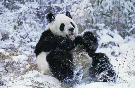 Christmas Collection