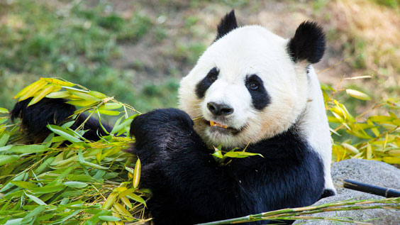 China's borders are set to re-open!