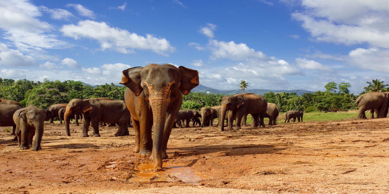 Christmas in Sri Lanka