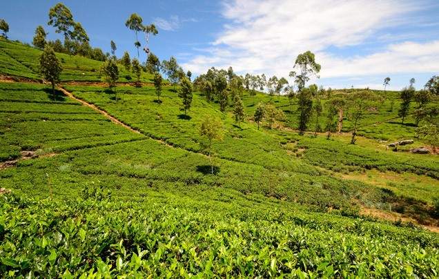 Day 8: Christmas Day - Nuwara Eliya