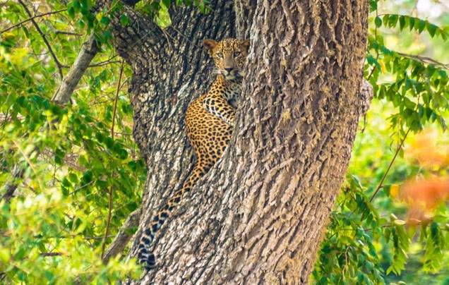 Day 10: Yala National Park