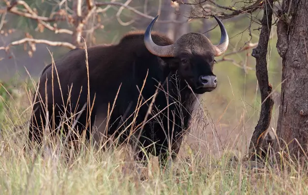 Day 4: Kanha National Park