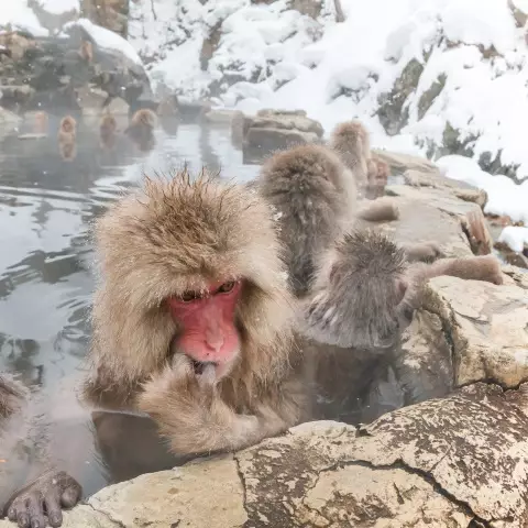 Snow Monkeys