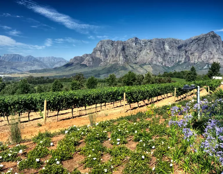 Cape Winelands
