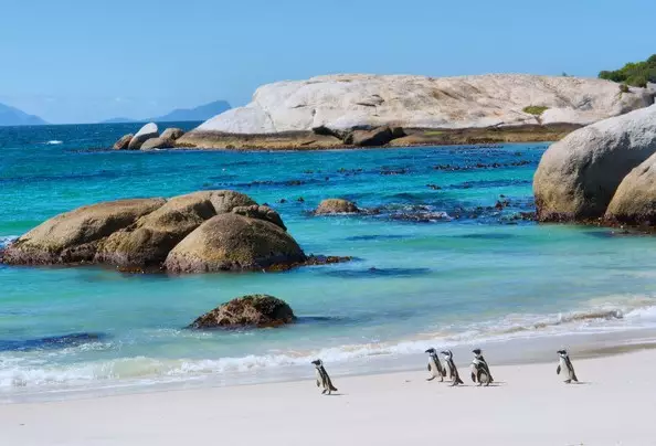 Day 11: Cape Peninsula