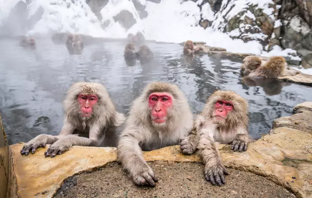 Day 4: See the Snow Monkeys