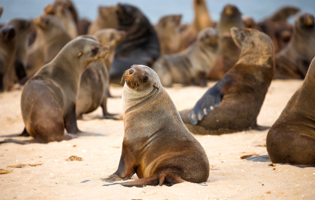 Day 5: Cruise Walvis Bay