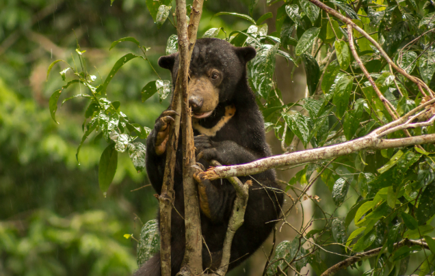 Day 5: Visit Sepilok Orangutan Sanctuary