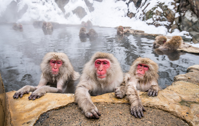 Day 6: Visit the snow monkeys