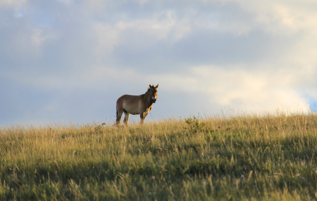 Day 12: Khustai National Park