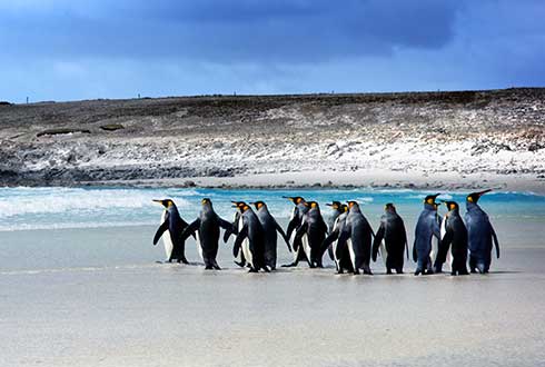 Falkland Islands