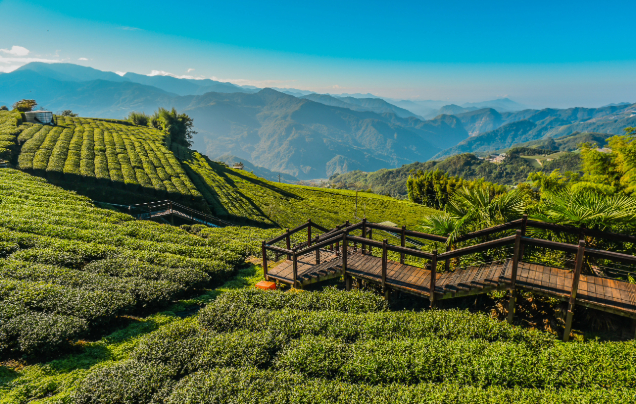 Day 5: Travel to Alishan