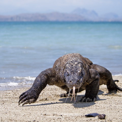 Komodo Dragons