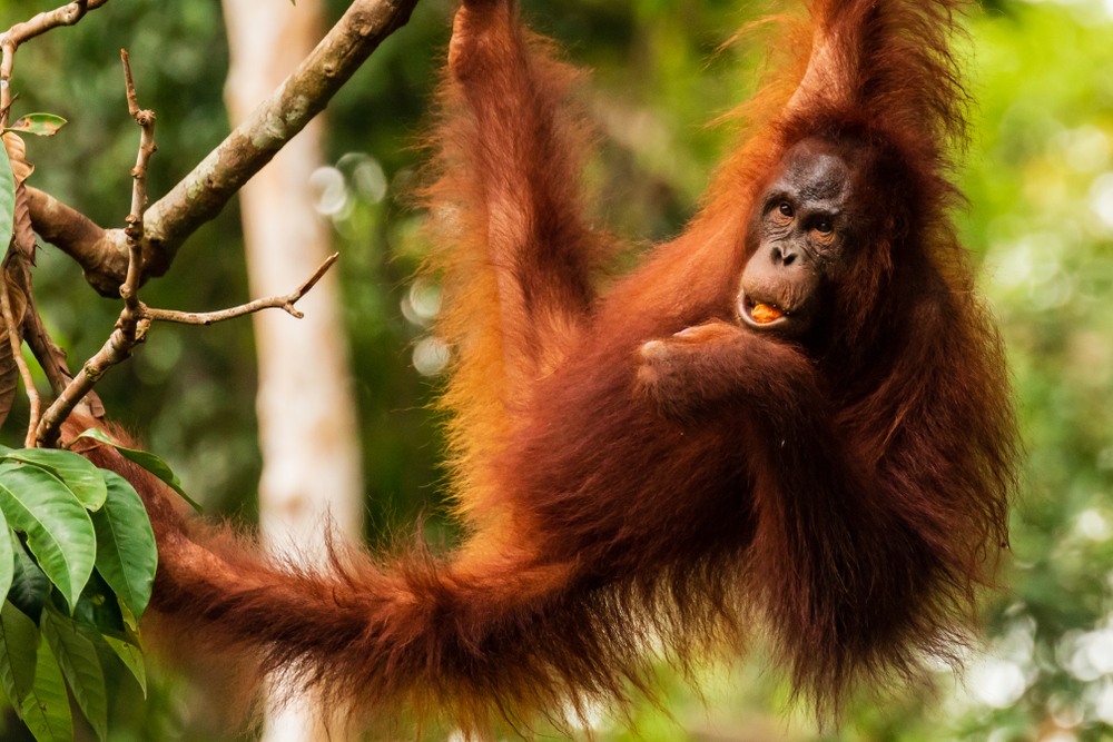 Day 8 Orangutans & Sun Bears