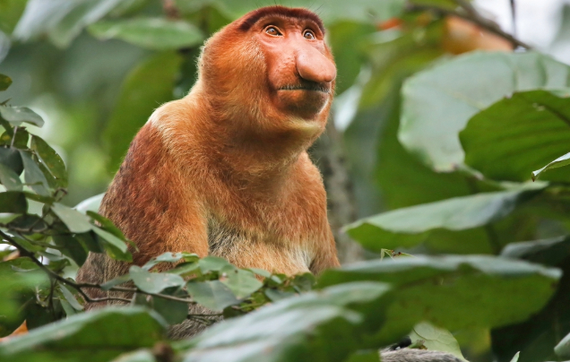 Day 10 Kota Kinabalu & Mangrove River Cruise