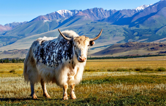 Day 15: Return to Lhasa