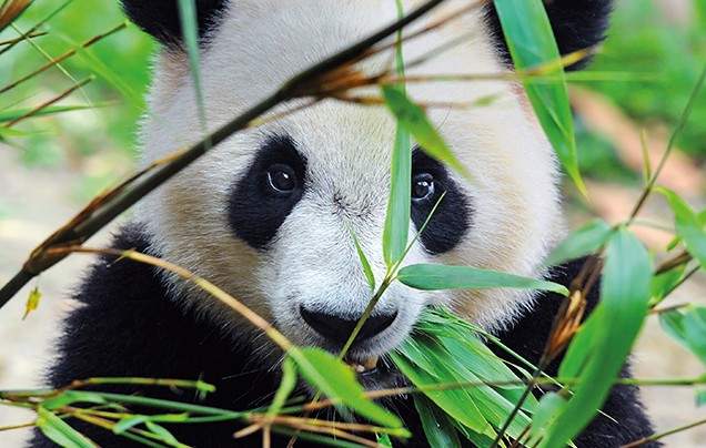 Day 17: Chengdu Panda Reserve