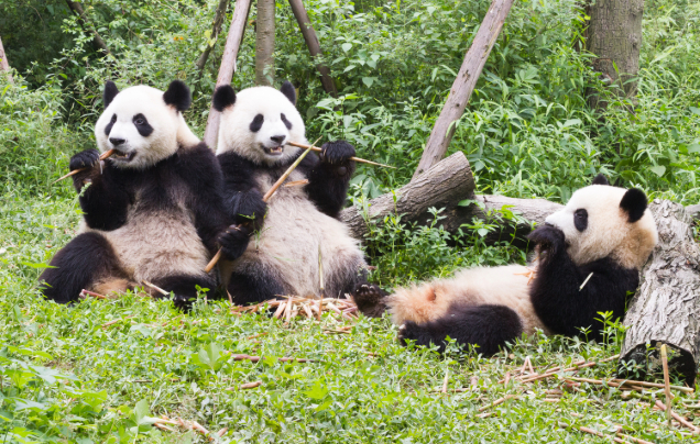 Day 19: Giant Pandas