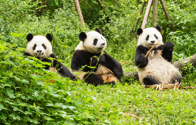 Day 21: Giant Pandas