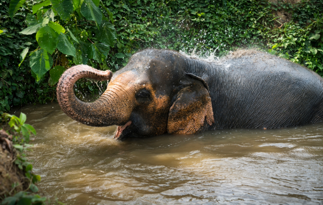 Day 7: Uxo Visitor Centre & Elephant Sanctuary