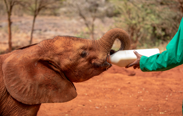 Day 11: Travel to Nairobi